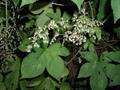 Humulus scandens